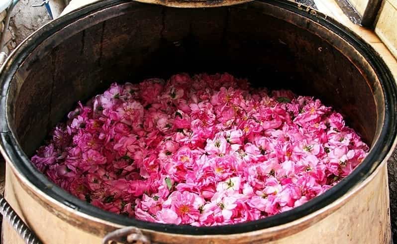 تصویر 3 از گل محمدی مناسب گلاب گیری با رایحه قوی و گلبرگ های سالم برای تولید عصاره طبیعی